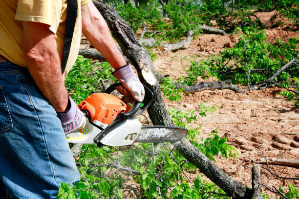 Trusted Lookout Mountain, GA Tree Service Experts